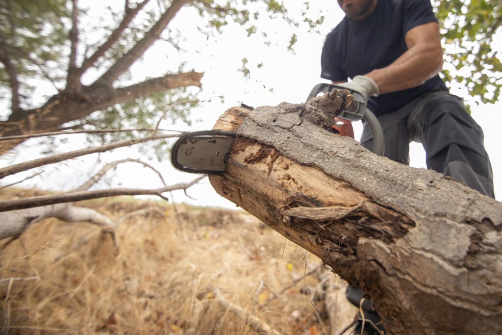 Top 10 Affordable Tree Removal Services In Tauranga