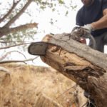 Top 10 Affordable Tree Removal Services In Tauranga