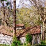 How Tree Roots Damage Your Property